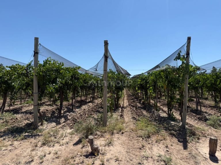 Finca en Venta en Junin, Mendoza