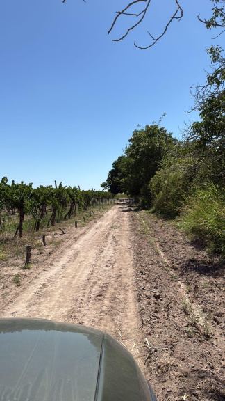 Finca en Venta en Junin, Mendoza