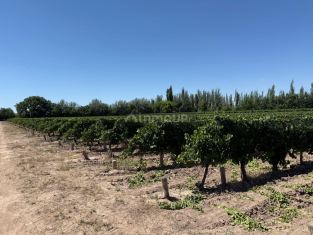 Junin Eloy González y Carril del Centro, Philipps, Junín, Mendoza