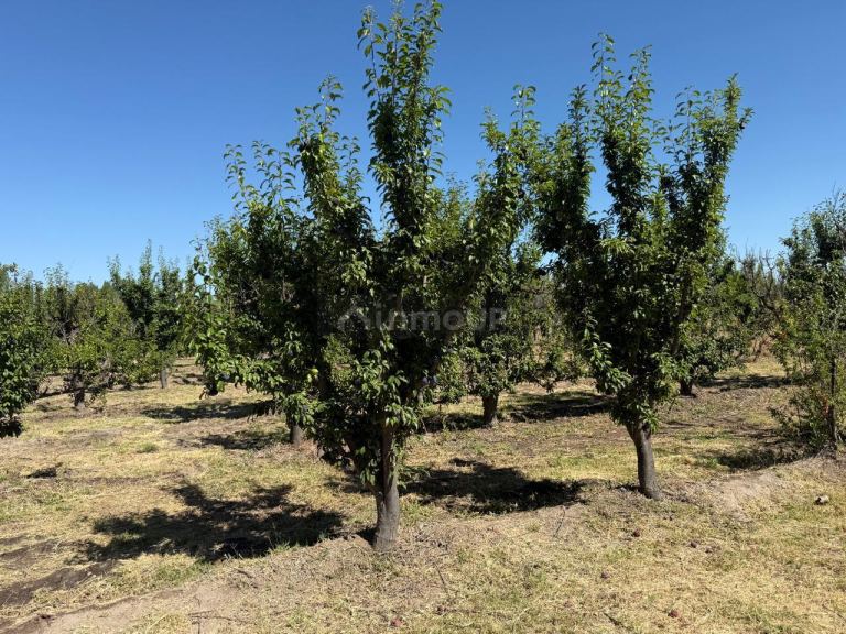 Finca en Venta en Maipu, Mendoza