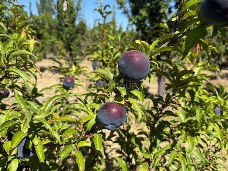 Finca en Venta en Maipu, Mendoza