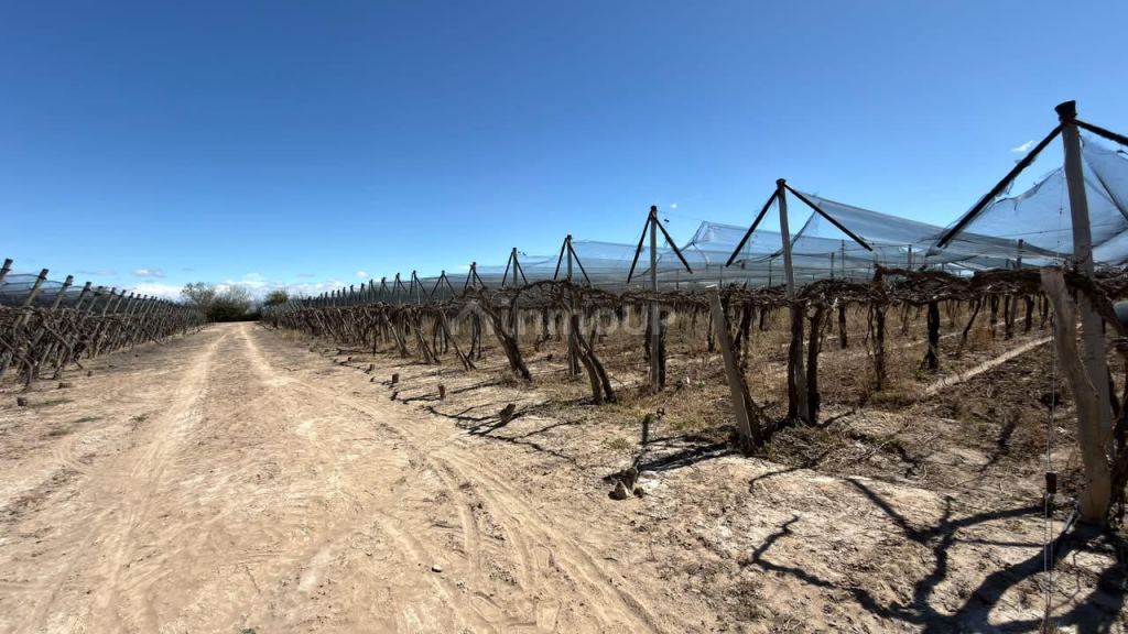 Finca en Venta en Lujan de Cuyo, Mendoza - USD 220.000 | Inmoup - 19