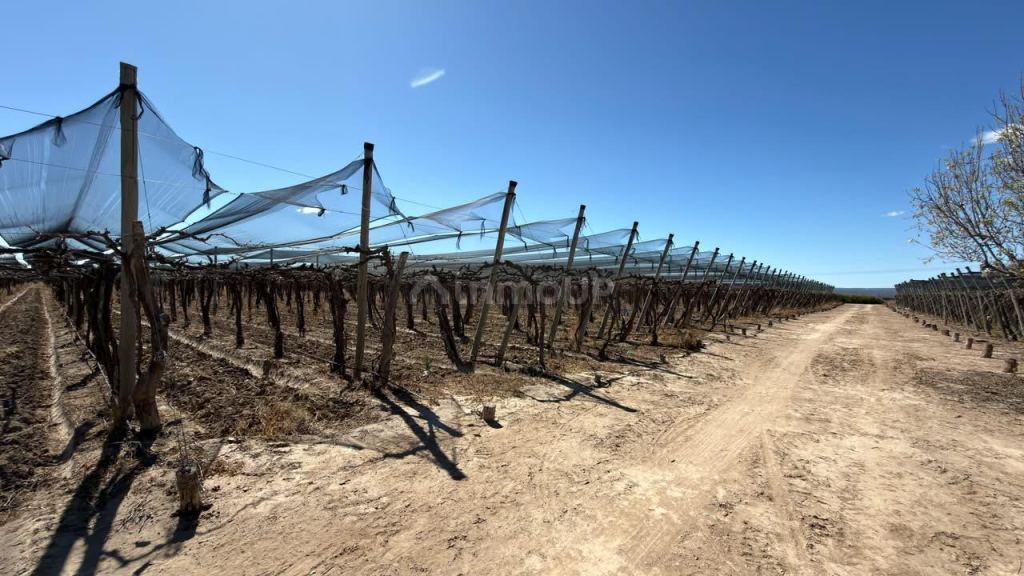 Finca en Venta en Lujan de Cuyo, Mendoza - USD 220.000 | Inmoup - 9