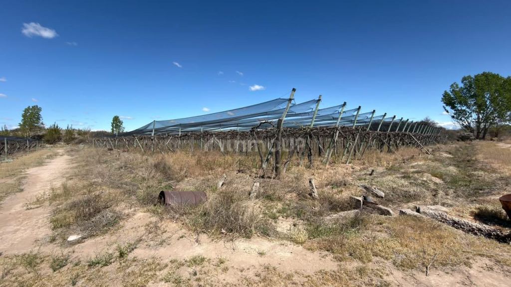Finca en Venta en Lujan de Cuyo, Mendoza - USD 220.000 | Inmoup - 23