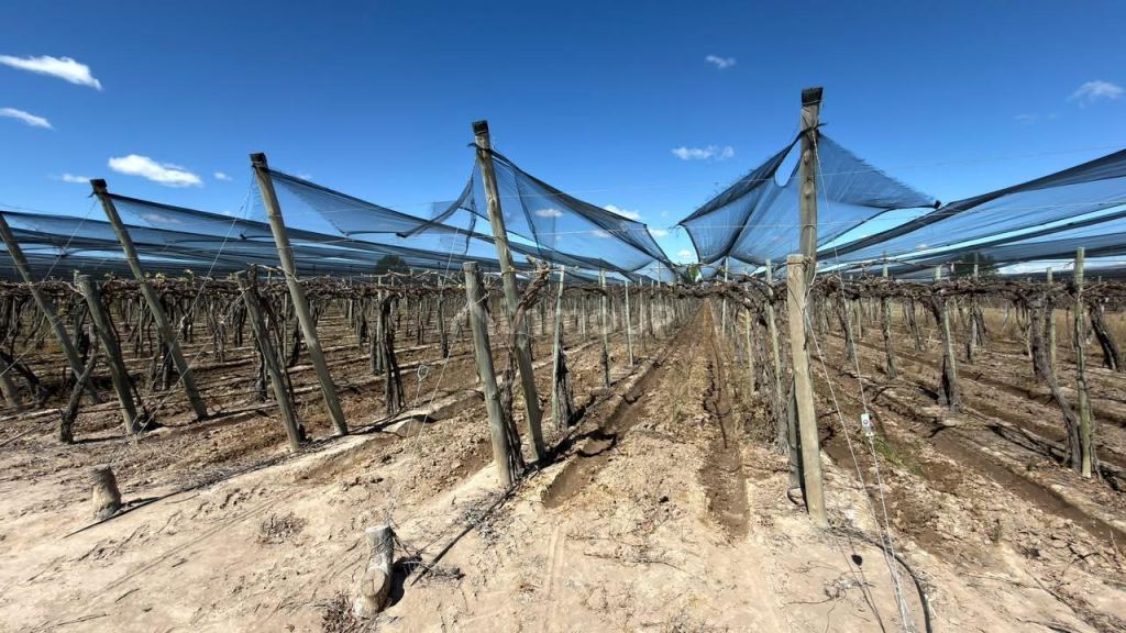 Finca en Venta en Lujan de Cuyo, Mendoza - USD 220.000 | Inmoup - 7