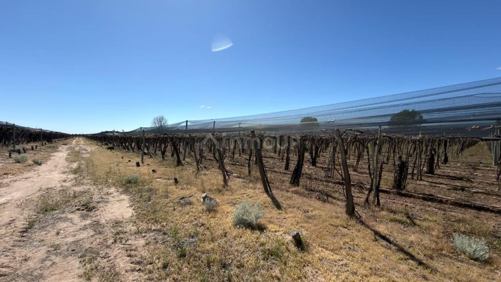 Finca en Venta en Lujan de Cuyo, Mendoza - USD 220.000 | Inmoup - 29