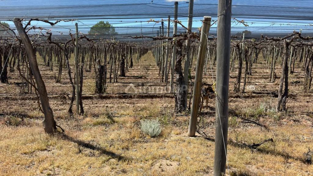 Finca en Venta en Lujan de Cuyo, Mendoza - USD 220.000 | Inmoup - 6