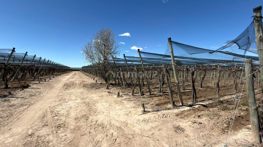 Finca en Venta en Lujan de Cuyo, Mendoza - USD 220.000 | Inmoup - 12