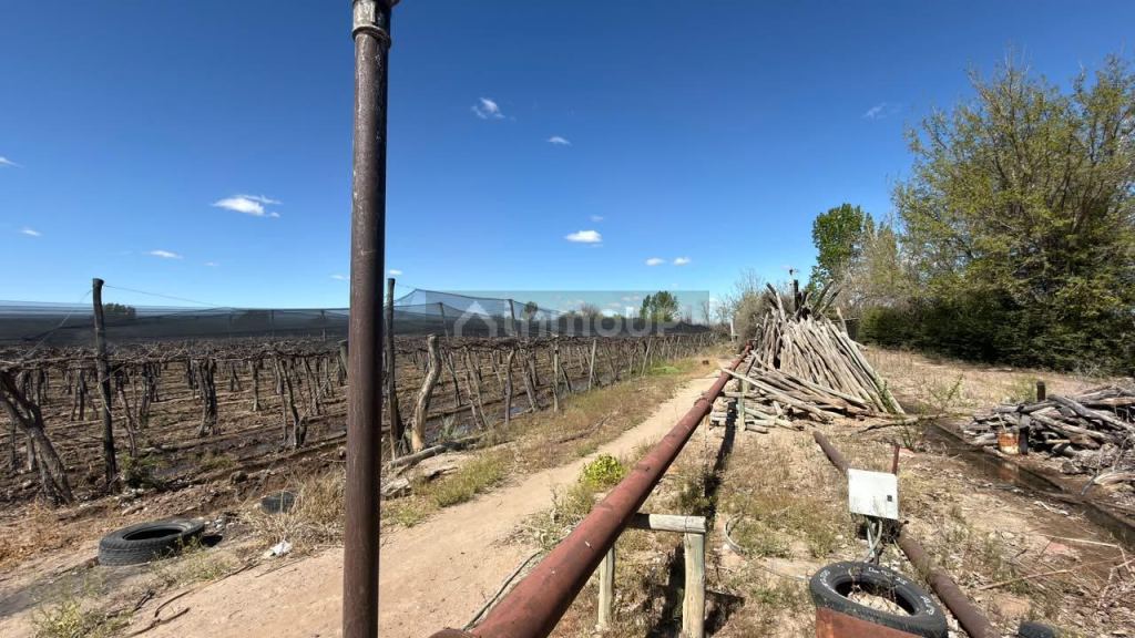 Finca en Venta en Lujan de Cuyo, Mendoza - USD 220.000 | Inmoup - 24