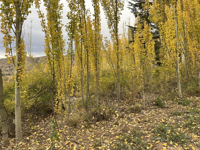 Lote en Venta en Lujan de Cuyo, Mendoza