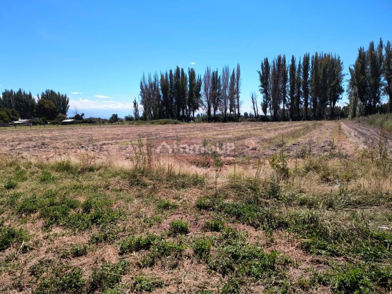 Campo en Alquiler en San Carlos, Mendoza