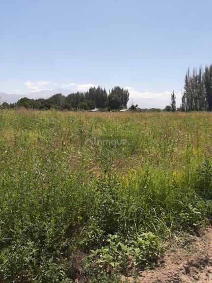 Campo en Alquiler en San Carlos, Mendoza