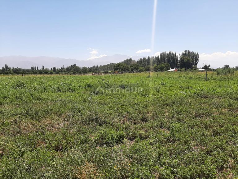 Campo en Alquiler en San Carlos, Mendoza