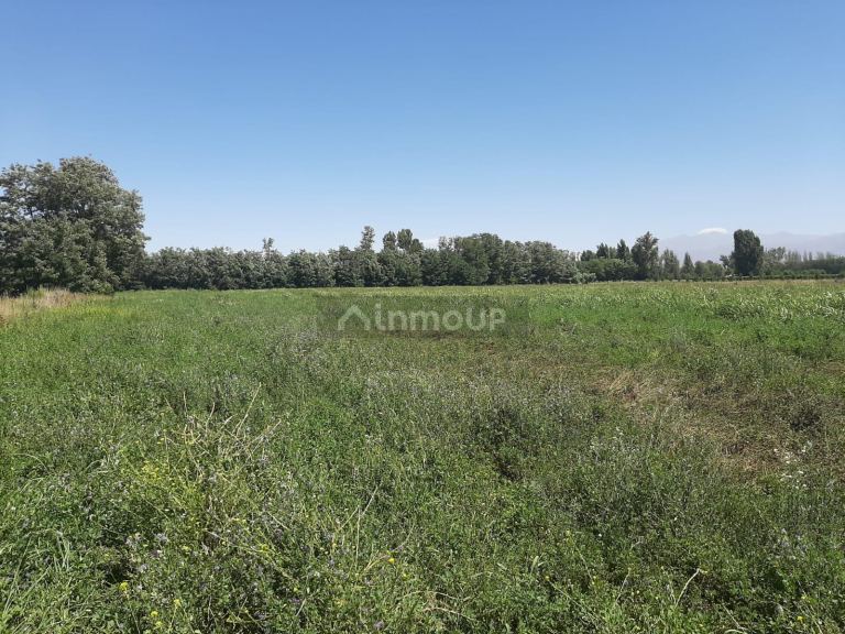 Campo en Alquiler en San Carlos, Mendoza