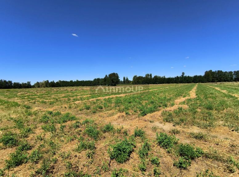 Campo en Alquiler en San Carlos, Mendoza