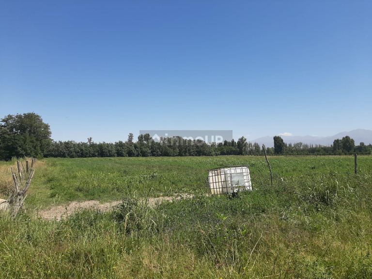 Campo en Alquiler en San Carlos, Mendoza