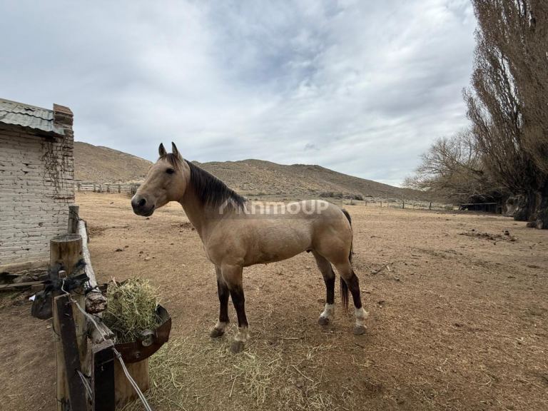 Campo en Venta en Pilcaniyeu, Rio Negro