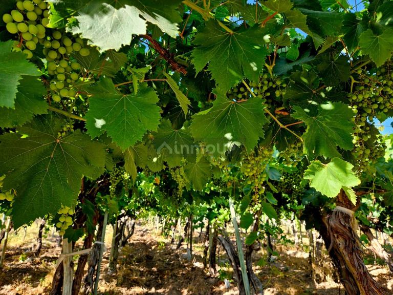 Finca en Venta en Lujan de Cuyo, Mendoza
