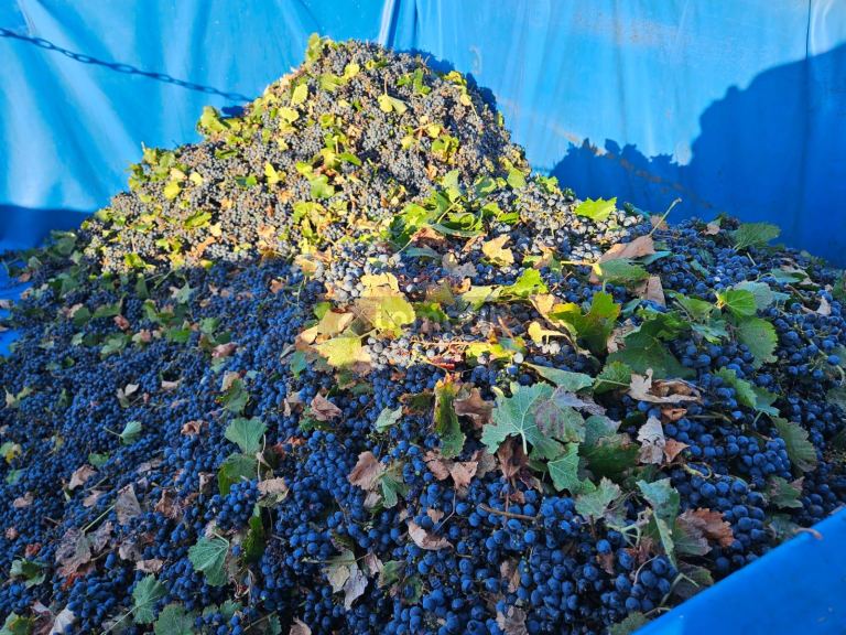 Finca en Venta en Lujan de Cuyo, Mendoza