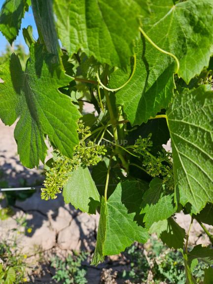 Finca en Venta en Lujan de Cuyo, Mendoza