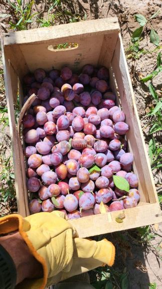 Finca en Venta en Lujan de Cuyo, Mendoza