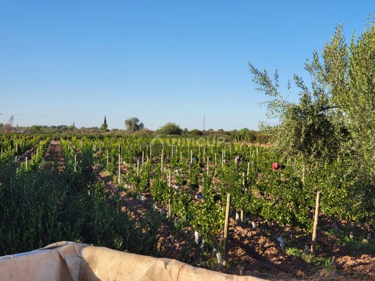 Finca en Venta en Lujan de Cuyo, Mendoza