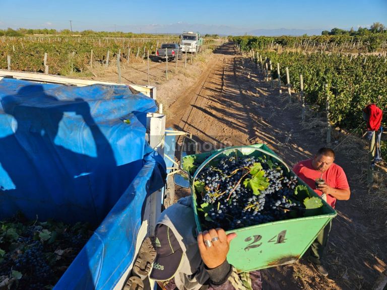 Finca en Venta en Lujan de Cuyo, Mendoza