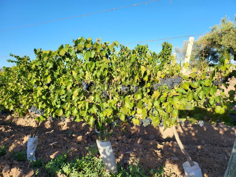 Finca en Venta en Lujan de Cuyo, Mendoza