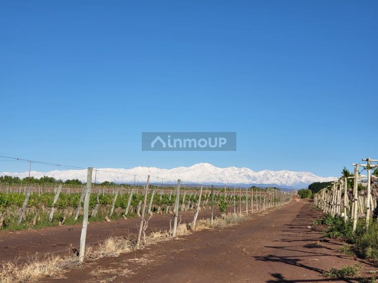 Finca en Venta en Lujan de Cuyo, Mendoza