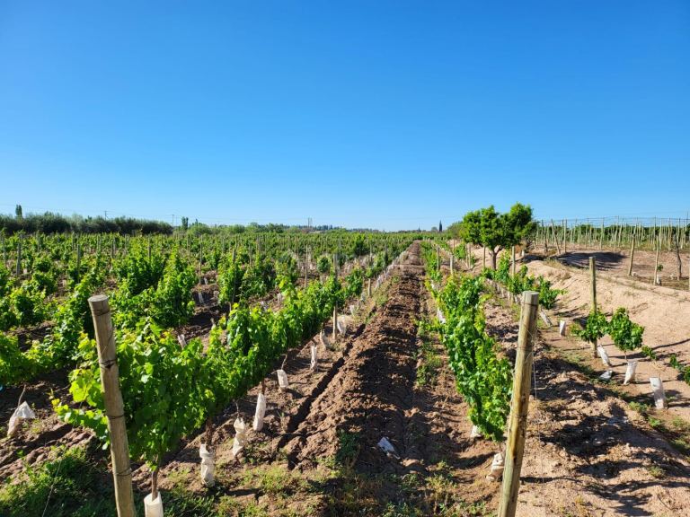 Finca en Venta en Lujan de Cuyo, Mendoza