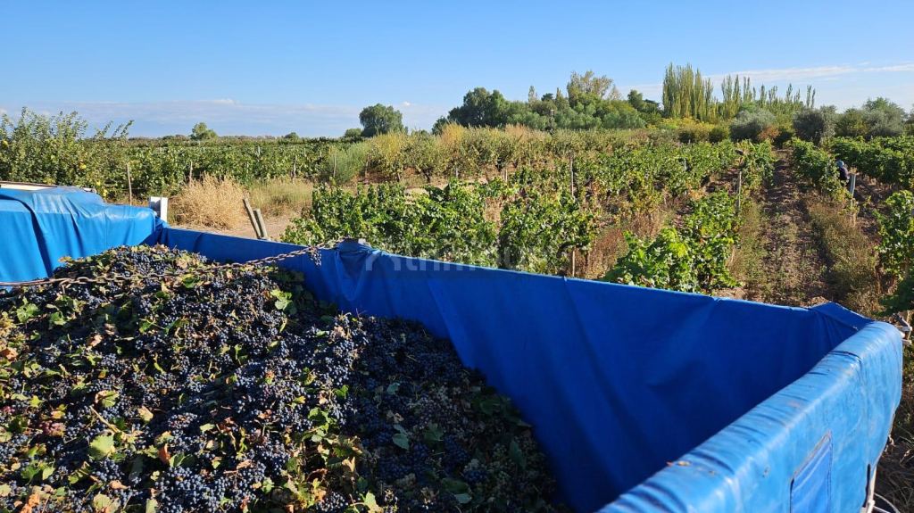 Finca en Venta en Lujan de Cuyo, Mendoza