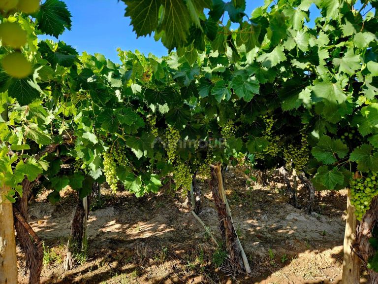 Finca en Venta en Lujan de Cuyo, Mendoza