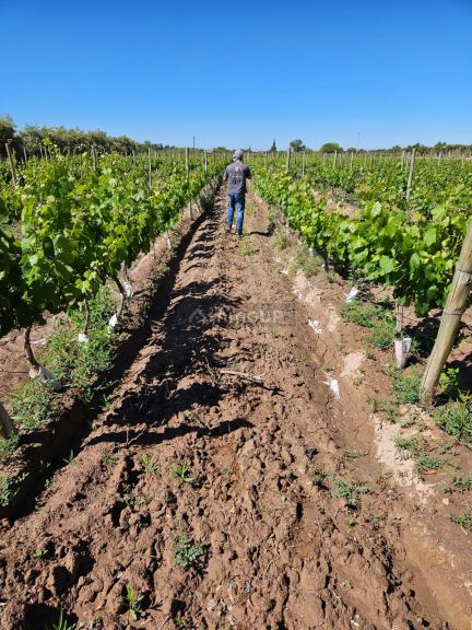Finca en Venta en Lujan de Cuyo, Mendoza