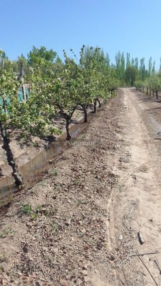 Finca en Venta en Lujan de Cuyo, Mendoza