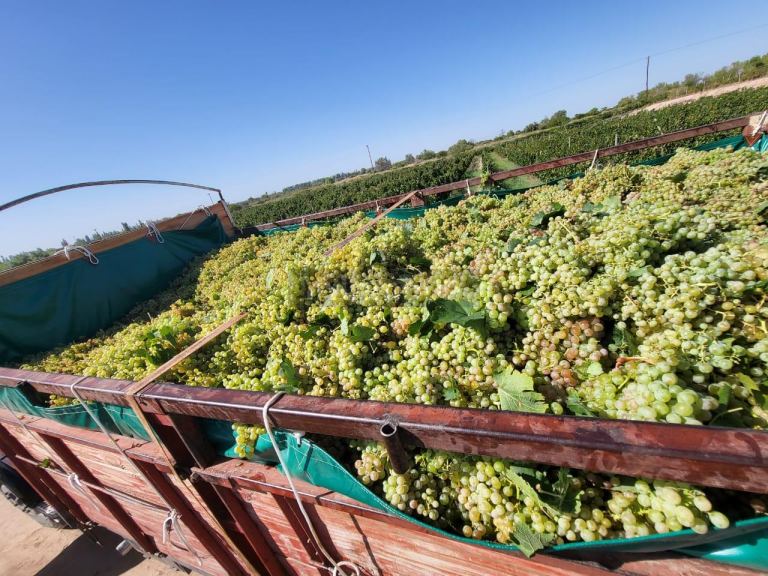 Finca en Venta en Lujan de Cuyo, Mendoza