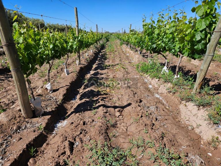 Finca en Venta en Lujan de Cuyo, Mendoza