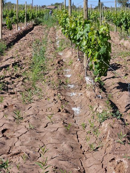 Finca en Venta en Lujan de Cuyo, Mendoza