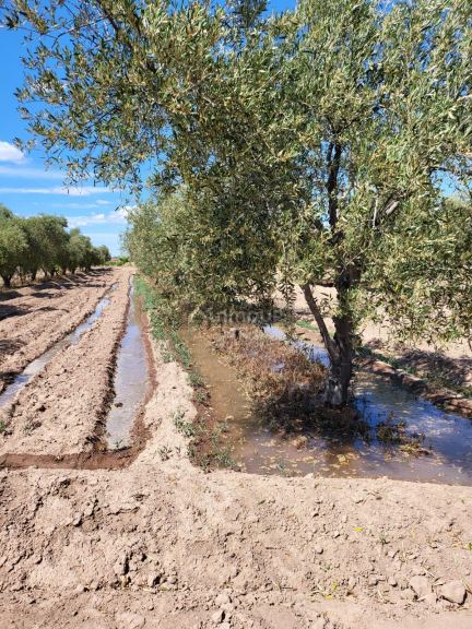 Finca en Venta en Lujan de Cuyo, Mendoza