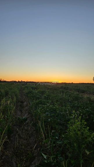 Finca en Venta en Lavalle, Mendoza