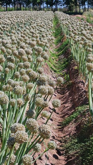 Finca en Venta en Lavalle, Mendoza