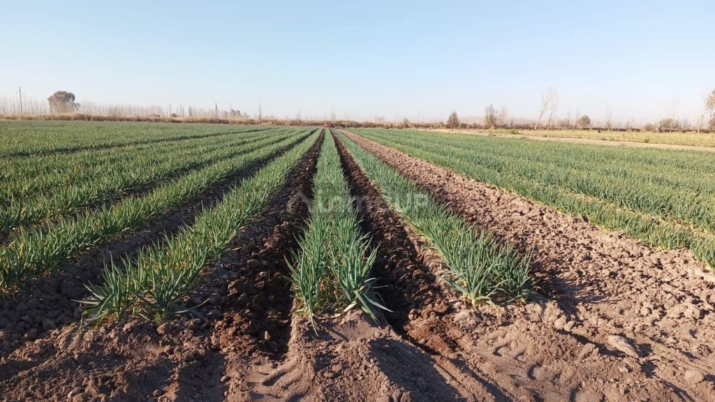 Finca en Venta en Lavalle, Mendoza