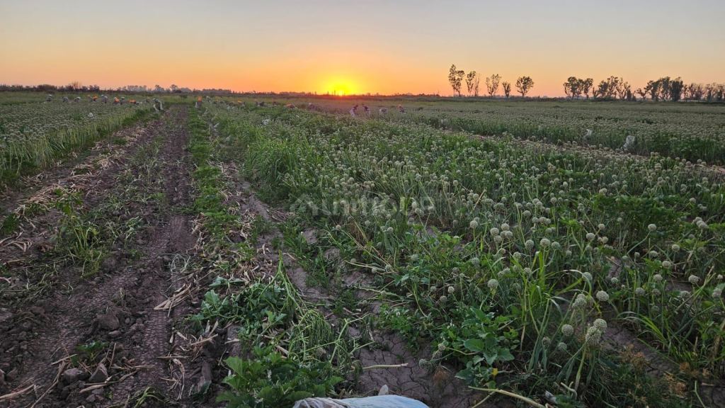 Finca en Venta en Lavalle, Mendoza