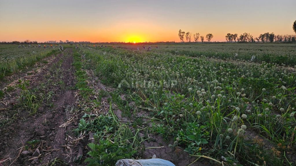 Finca en Venta en Lavalle, Mendoza