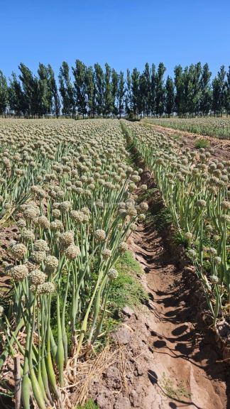 Finca en Venta en Lavalle, Mendoza