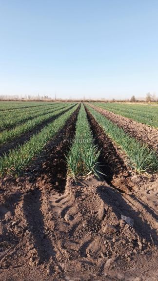 Finca en Venta en Lavalle, Mendoza