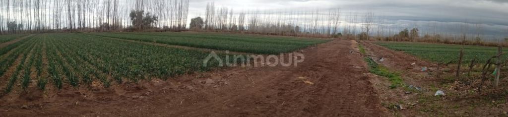 Finca en Venta en Lavalle, Mendoza