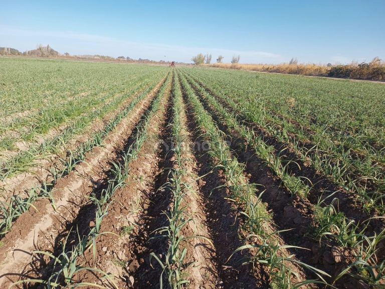 Finca en Venta en Lavalle, Mendoza