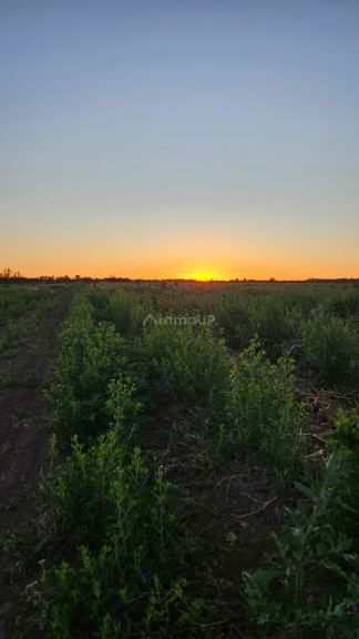 Finca en Venta en Lavalle, Mendoza