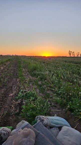 Finca en Venta en Lavalle, Mendoza