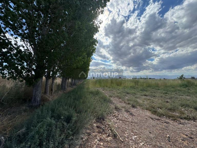 Finca en Venta en Lavalle, Mendoza